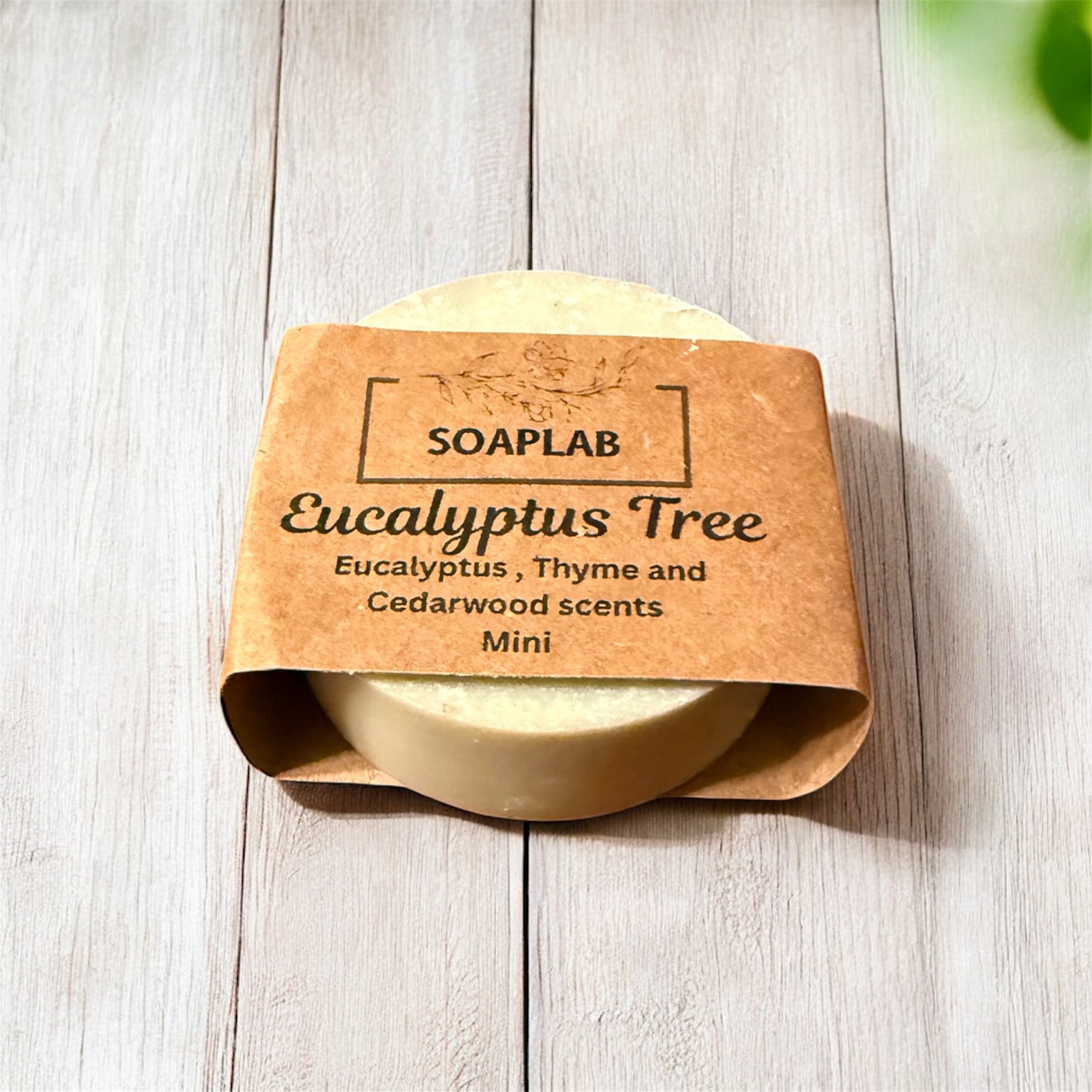 Eucalyptus Tree - Mini